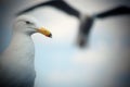 Up close seagull flying in sky