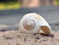 Up close seashell on sand