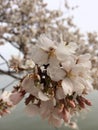 Up Close Cherry Blossoms
