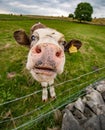 Up-close shot of a cow grazing in a lush, green Derbyshire field in the United Kingdom Royalty Free Stock Photo