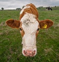 Up-close shot of a cow grazing in a lush, green Derbyshire field in the United Kingdom Royalty Free Stock Photo