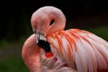 Up close shot of a flamingo with focus on the water droplets on