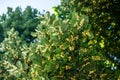 up-close shot of fresh lime leaves with their intricate patterns and textures. lime bushes in garden. Royalty Free Stock Photo