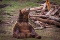 Grizzly bear sitting on the ground Royalty Free Stock Photo