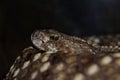 Intense Rattlesnake Death Stare