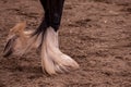 Up close shot of a pairs of horse frontal legs.