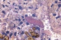 Up close shot of a sea cucumber in a shallow tide pool