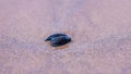 Up close shot of a a shell of a blue mussel in a sand Royalty Free Stock Photo