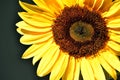 Brown Eye Sunflower Sunshine Royalty Free Stock Photo
