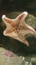 Up close starfish on tank Royalty Free Stock Photo