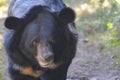 Up Close with a Sun Bear`s Face Royalty Free Stock Photo
