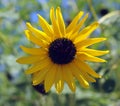 Up close of Sunflower