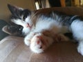 Up close tiny calico kitten