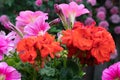 Up close to the annuals in red and pink with raindrops