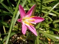 Up close and to the side Pollen-laden colorful `Mexican Lily` in vivid Magenta, wide open and pointing to the Sun. Royalty Free Stock Photo