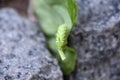 Up Close Tomato Hornworm Caterpillar on a Leaf Royalty Free Stock Photo