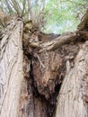 up close tree trunk Dedham summer day special grassland greenery