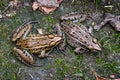 Up Close with Two Southern Leopard Frogs