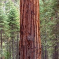 An up-close view of a baby Sequoia Tree contrasting against a pine tree forest Royalty Free Stock Photo