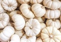A collection of White Mini Pumpkins