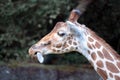 Giraffe with a tongue sticking out Royalty Free Stock Photo