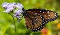 An up close view of a Monarch Butterfly