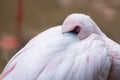 Up close view of pink flamingo sleeping Royalty Free Stock Photo