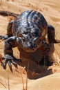 Up Close View of Shingleback Skink Lizard Basking in Sandy Desert Environment under Sunlight