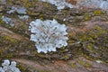 Up close view of tree bark with lichen fungi.