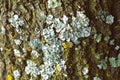 Up close views of tree bark with lichen on fungi. Royalty Free Stock Photo