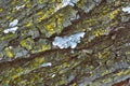 Up close views of tree bark lichen fungi. Royalty Free Stock Photo