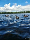 Up close water with geese