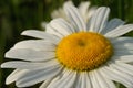 Up Close Wild Daisy