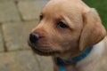 Up-close yellow lab puppy