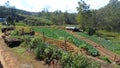 Up country vegetables cultivation in Sri Lanka