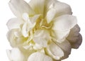 Up of a delicate white rose close-up carved on a white background