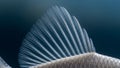 Up of a fish fin showcasing delicate translucent rays against a dark Royalty Free Stock Photo