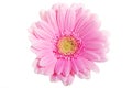 Up front view on pink gerbera flower. Royalty Free Stock Photo