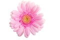 Up front view on pink gerbera flower. Royalty Free Stock Photo
