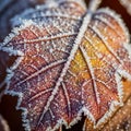 Up of a frost covered leaf displaying a striking gradient from deep red Royalty Free Stock Photo