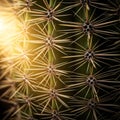 Up of a green cactus stem with clusters of sharp radial spines Royalty Free Stock Photo