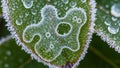 Up of a green leaf bordered with ice crystals creating a lacy Royalty Free Stock Photo