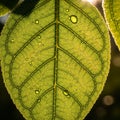 Up of a green leaf shows prominent venation patterns and fine network Royalty Free Stock Photo