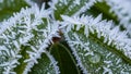 Up of green leaves covered with intricate frost crystals showing Royalty Free Stock Photo