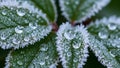 Up of green leaves with a serrated edge covered in frost and Royalty Free Stock Photo