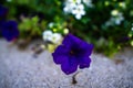 Up image of a single, vibrant purple flower blooming