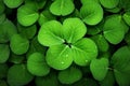 Up leaf shamrock close green luck clover nature