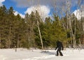 Bigfoot, at Hartwick Pines SP,  MI Royalty Free Stock Photo