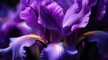 up purple iris