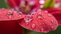 Up of red flower petals covered in water droplets. The droplets create Royalty Free Stock Photo